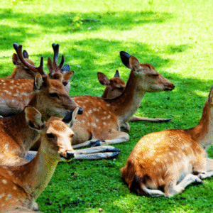 OSAKA-KYOTO-NARA 5D4N TOUR 720×480 (5)
